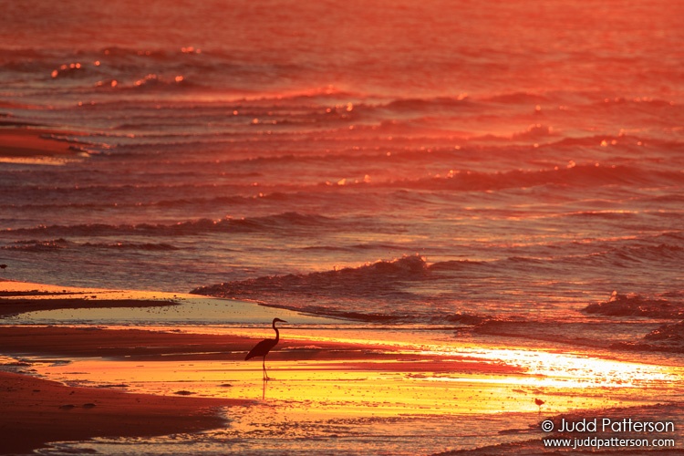 Great Blue Heron, Gulf Shores, Alabama, United States